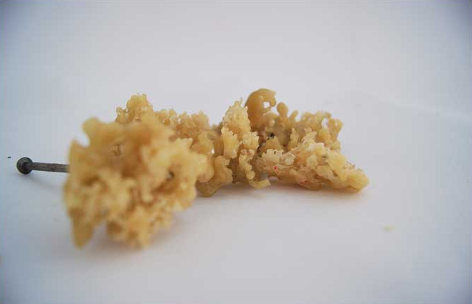 DELOREAN, yellow porous study on a nail